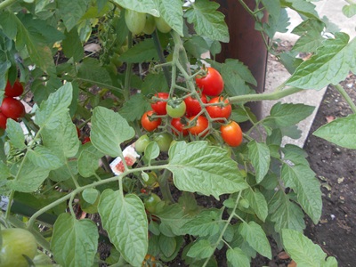DSCN0021